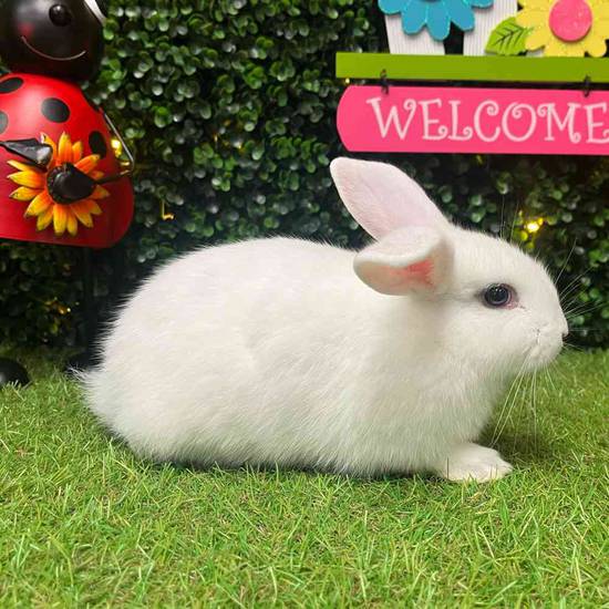 Flemish Giant Holland Lop Mix