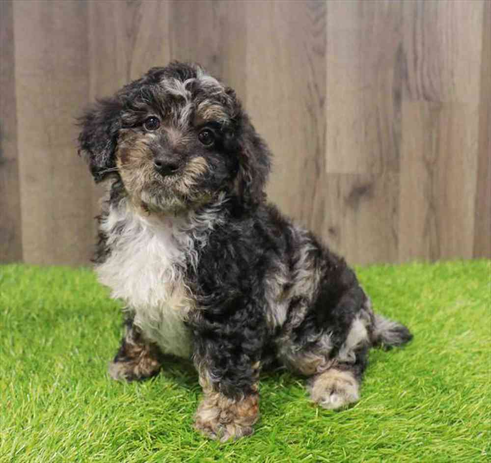 Image of a pet breed in the gallery