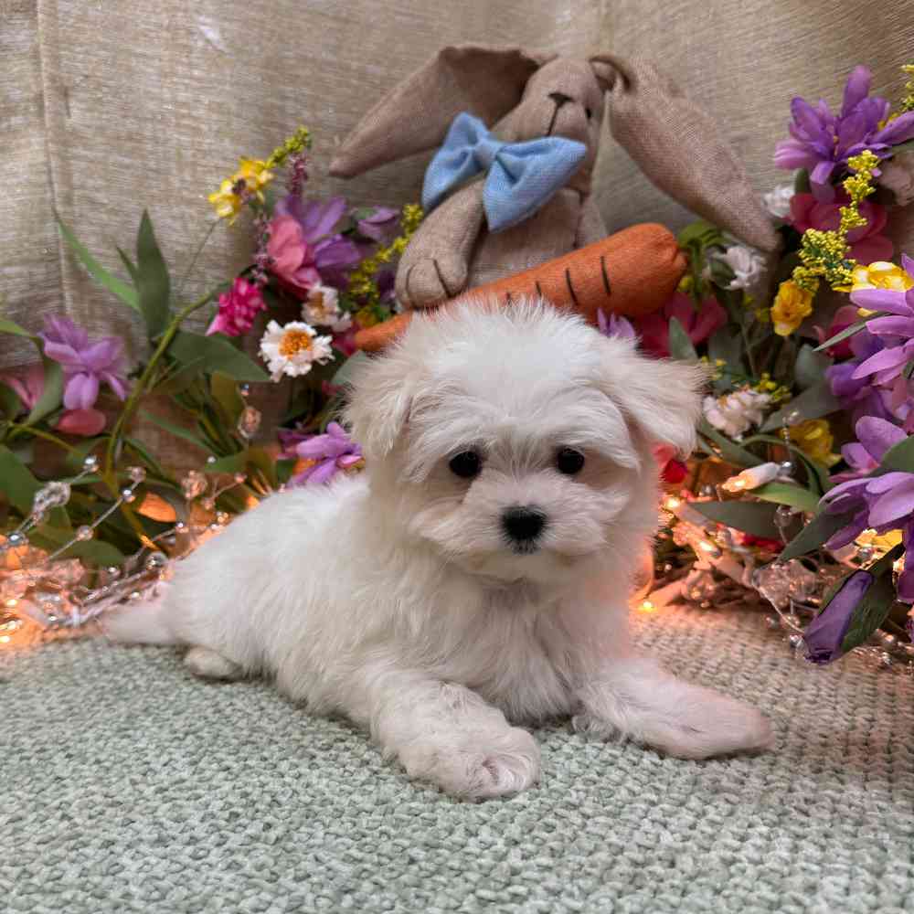 carousel pet images
