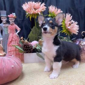 Pembroke Welsh Corgi