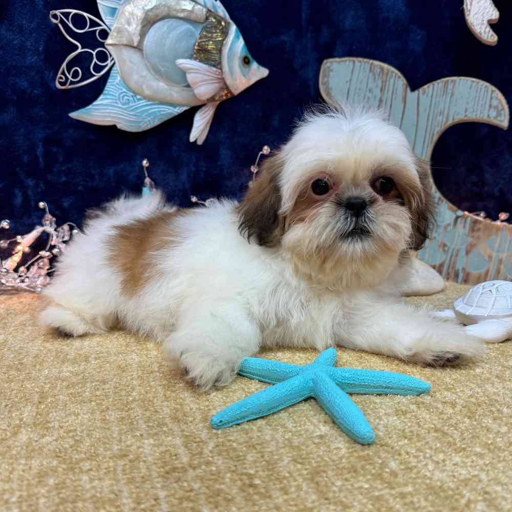 carousel pet images