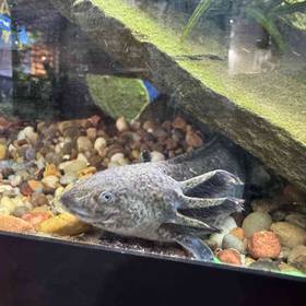 Axolotl