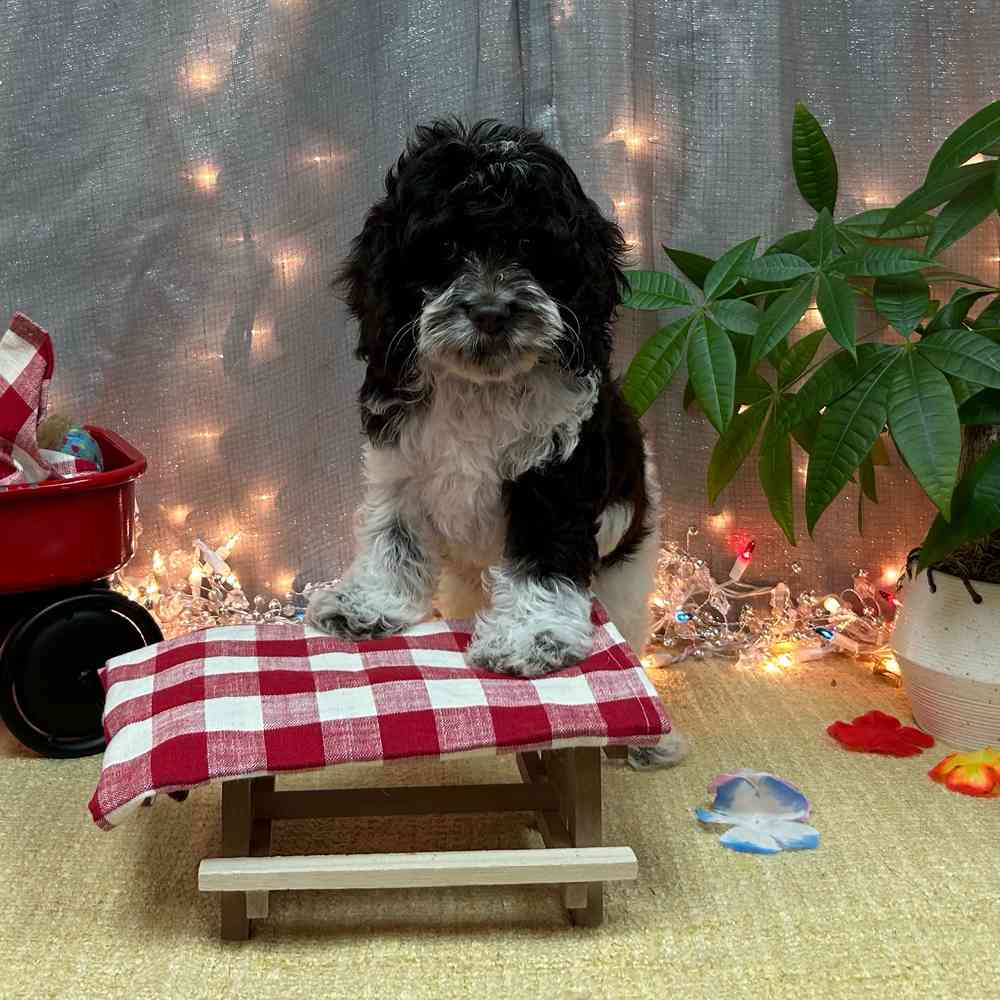 carousel pet images