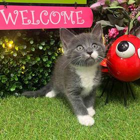 Domestic Kitten