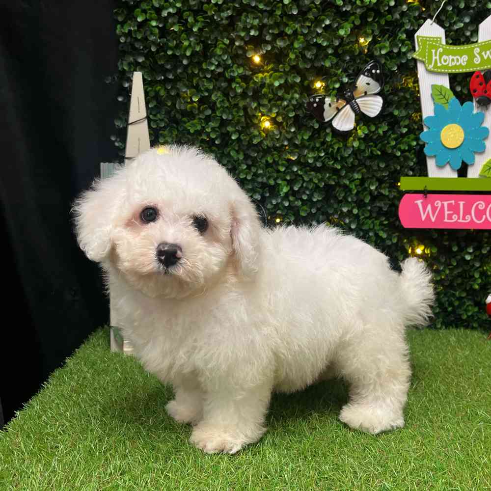 carousel pet images