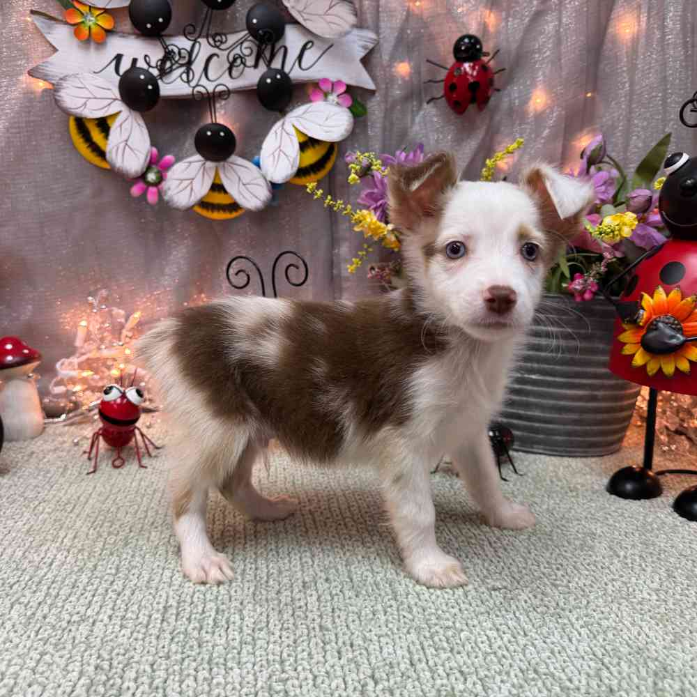 carousel pet images