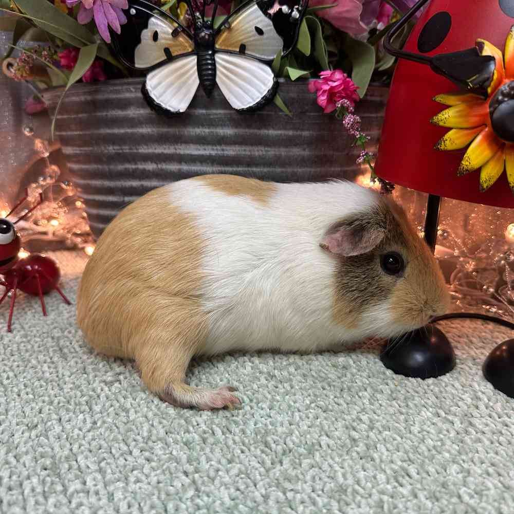 carousel pet images