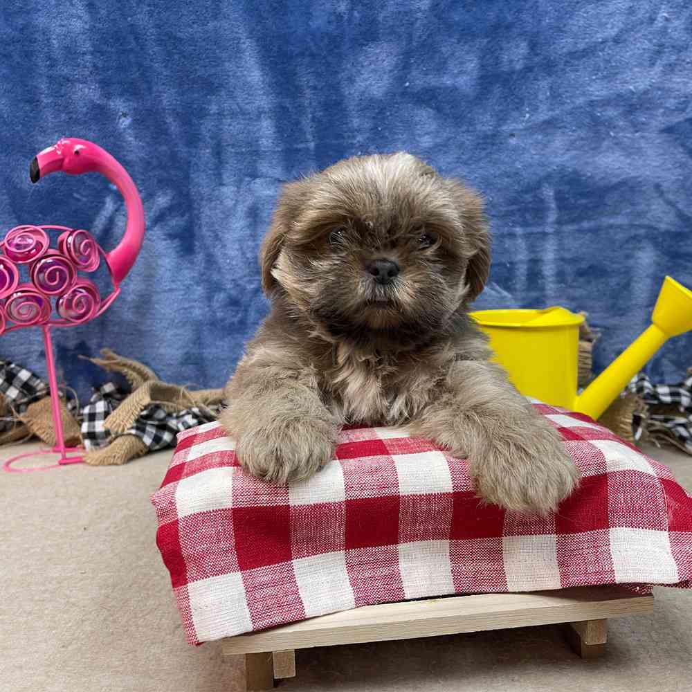 carousel pet images
