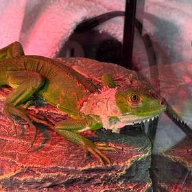Iguana