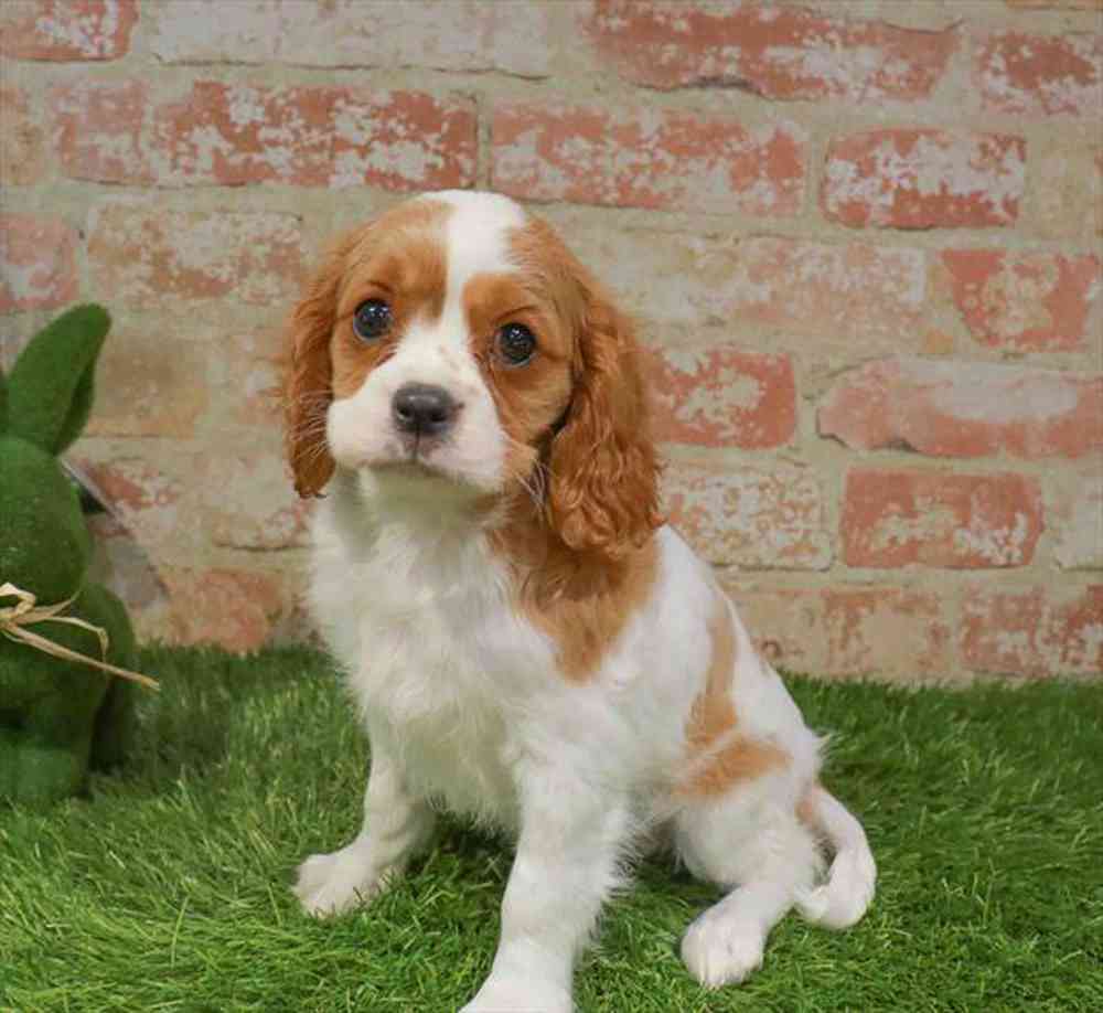 carousel pet images