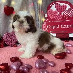 Shih Tzu