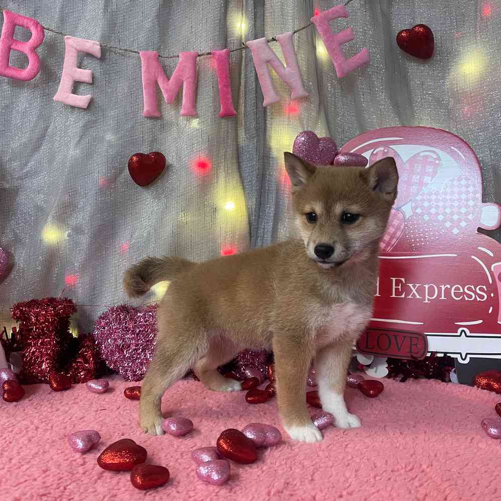 carousel pet images