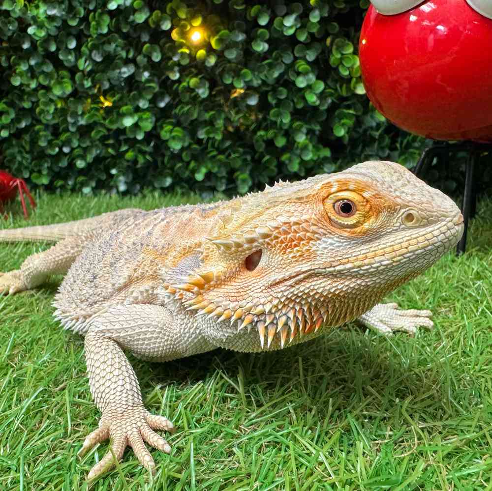 carousel pet images