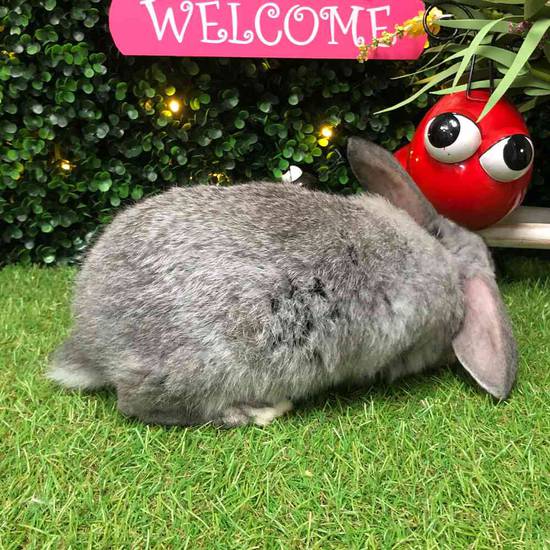 Flemish Giant Holland Lop Mix
