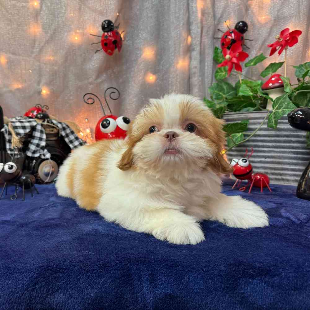 carousel pet images