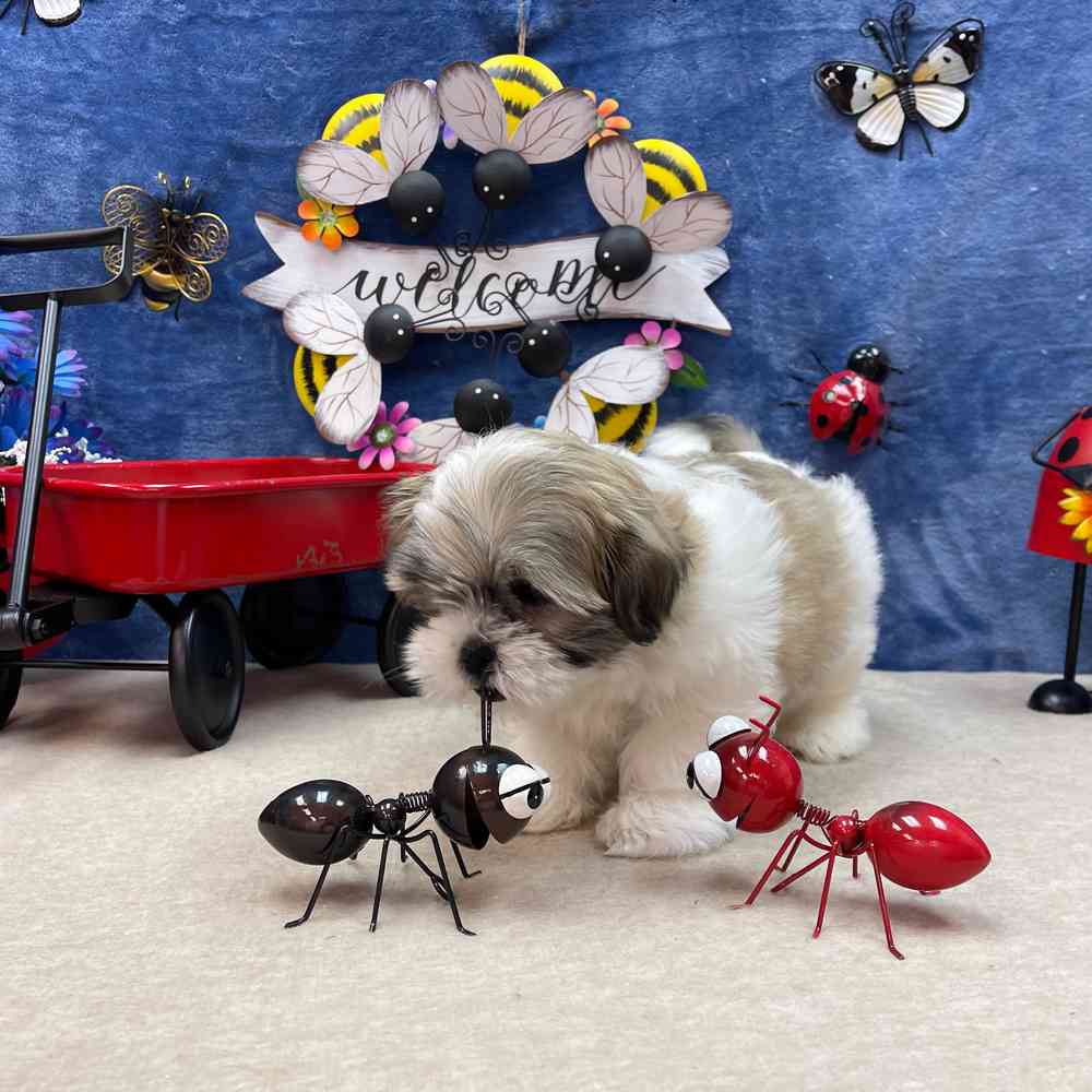 carousel pet images