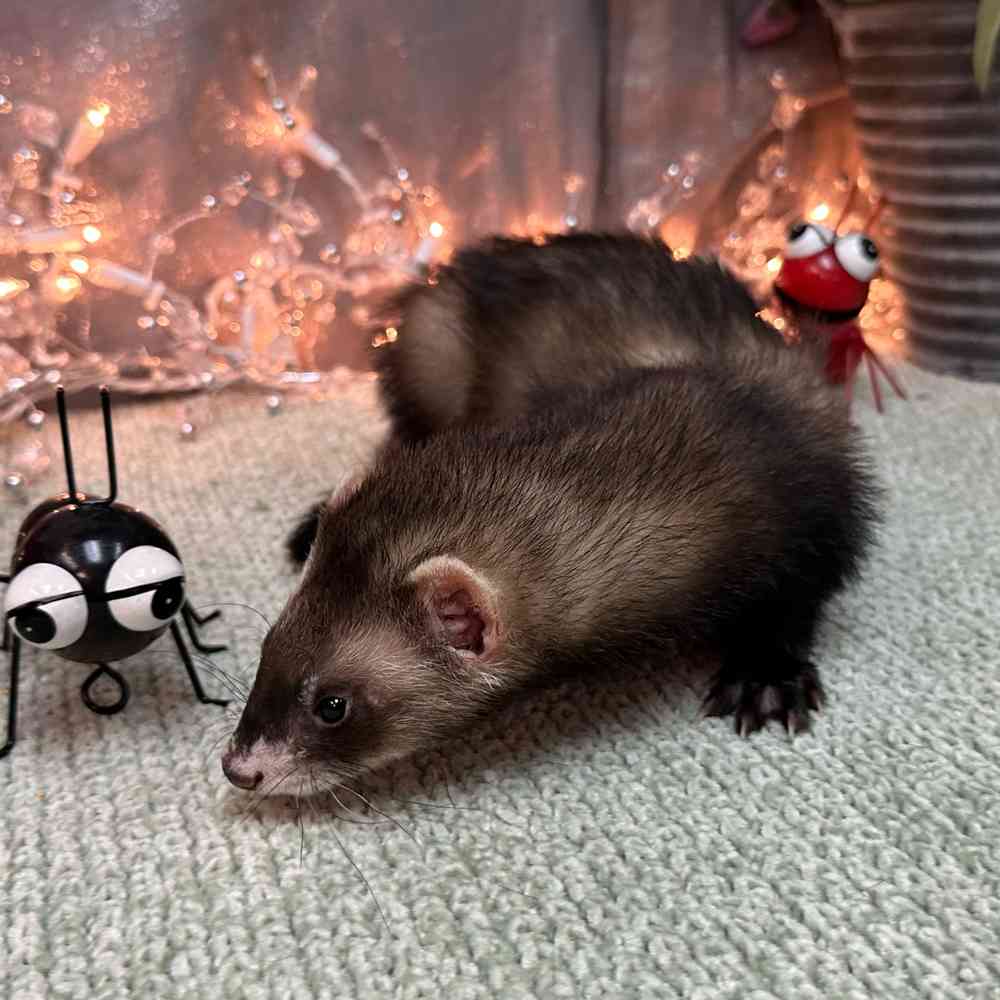 carousel pet images