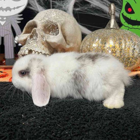 Holland Lop
