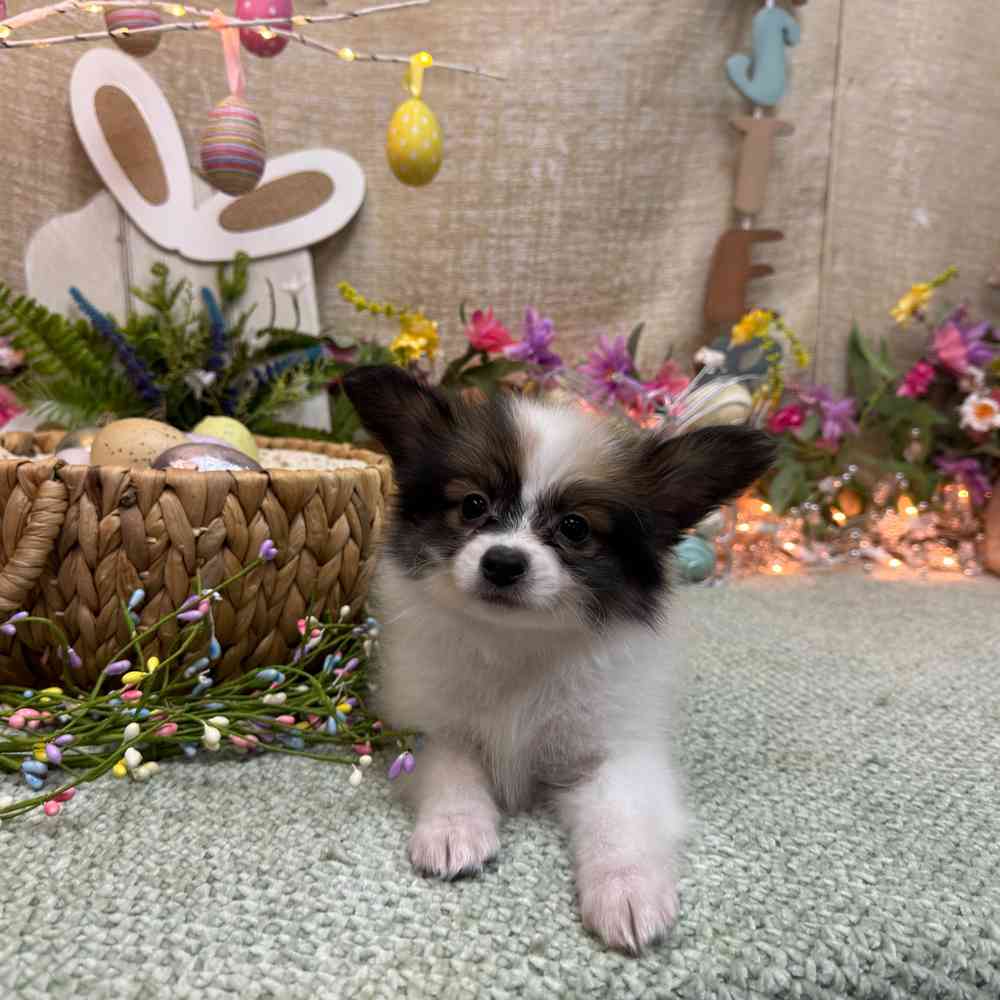 carousel pet images