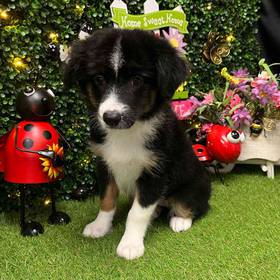 Mini Australian Sheperd