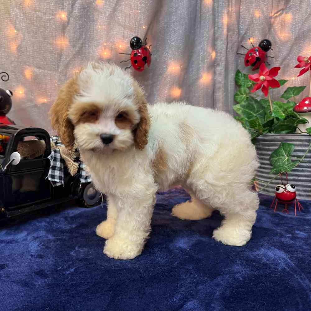 carousel pet images