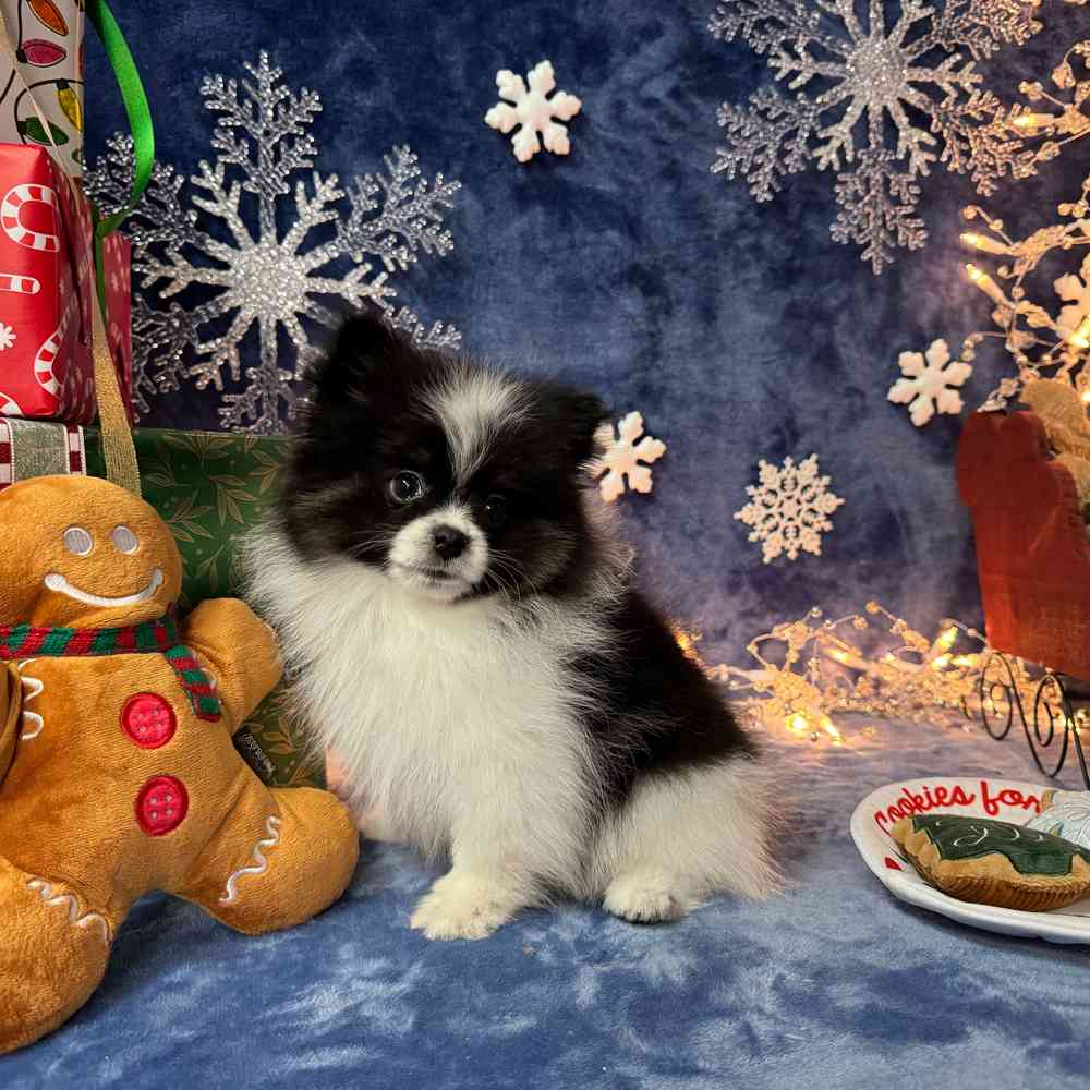 carousel pet images