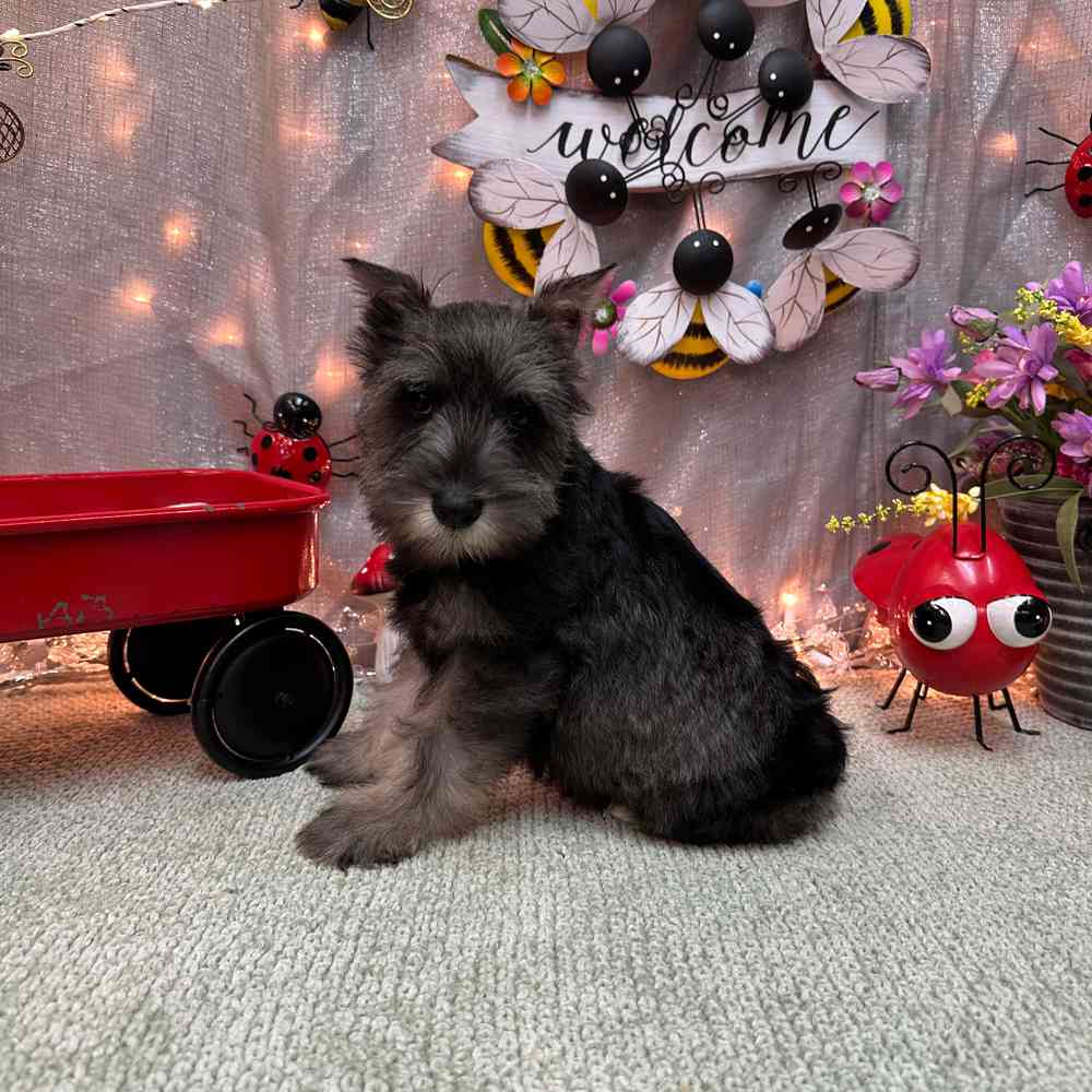 carousel pet images