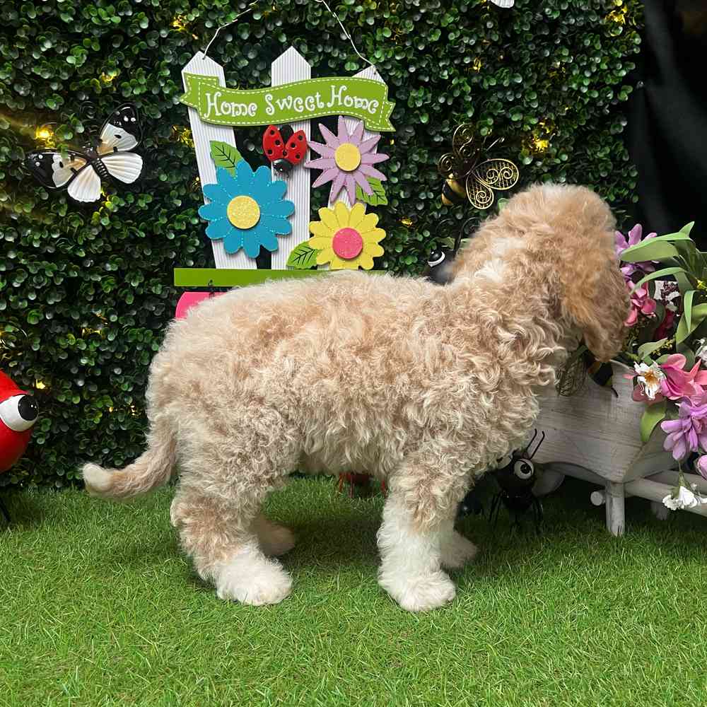 Image of a pet breed in the gallery