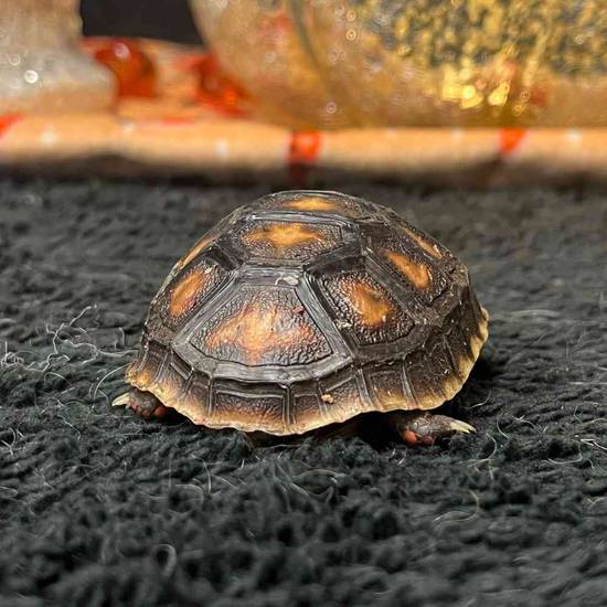 Red Foot Tortoise