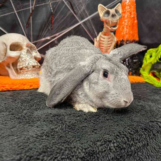 Flemish Giant Mix