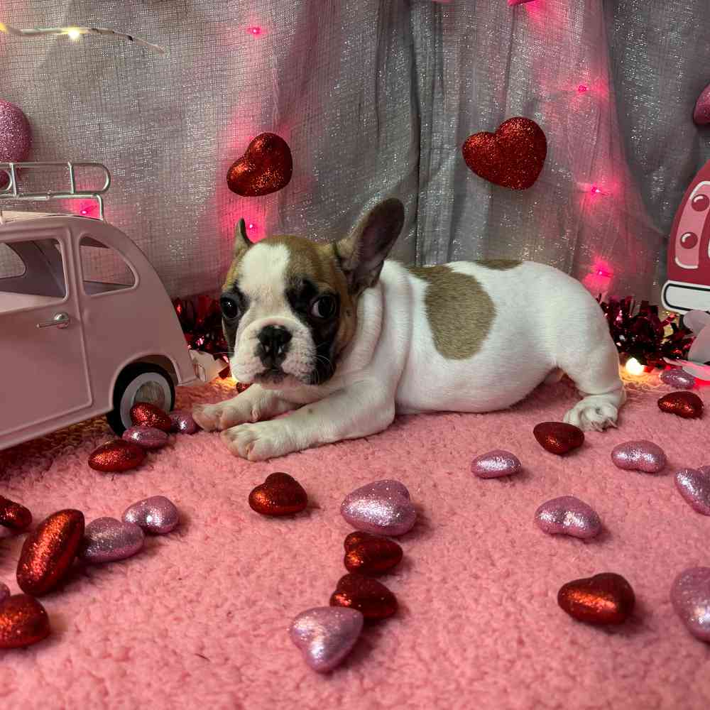 carousel pet images
