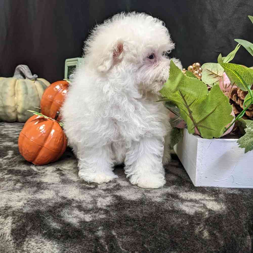 carousel pet images