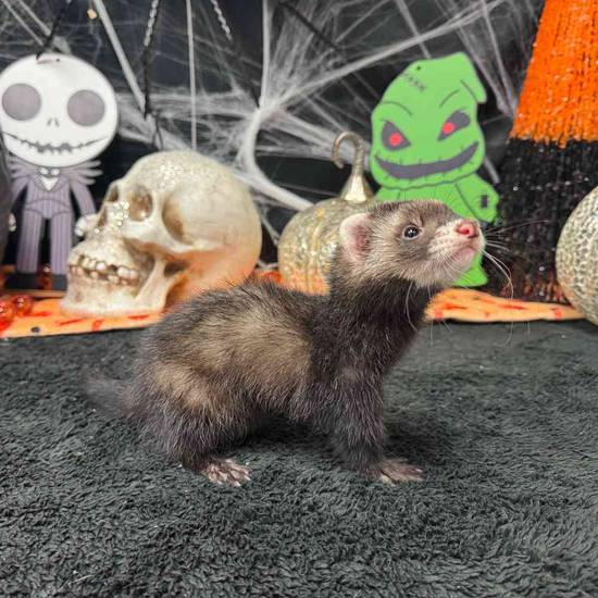 Ferret
