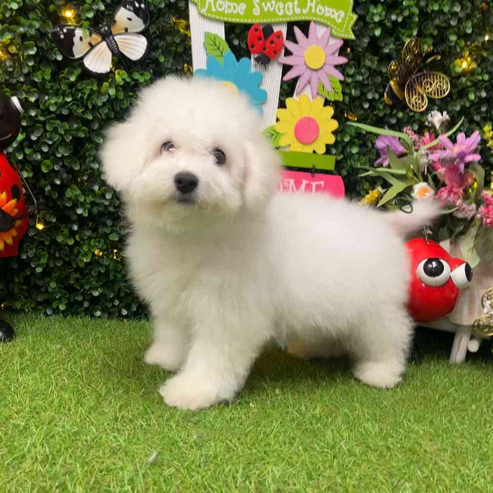 carousel pet images