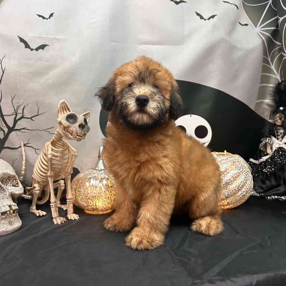 carousel pet images