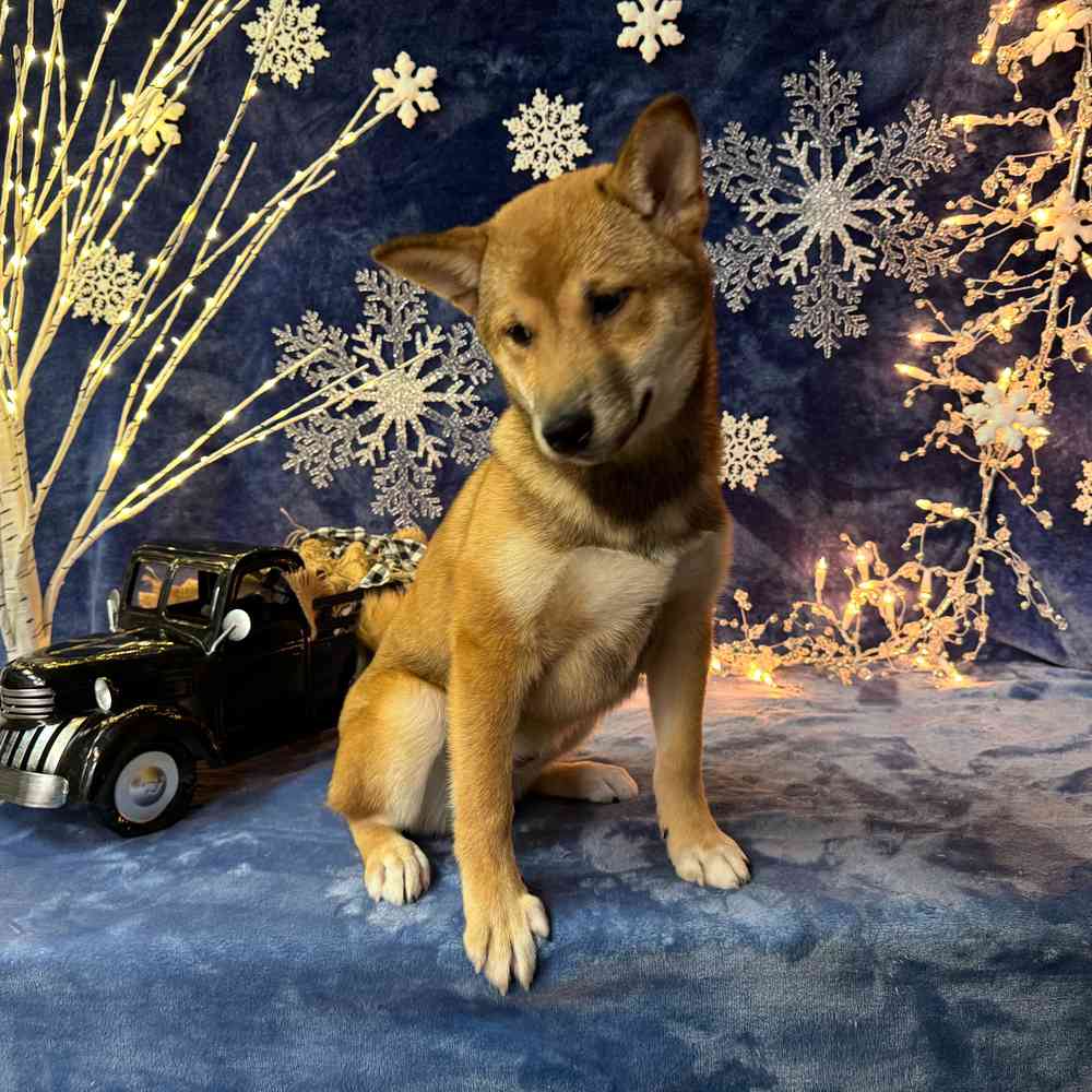 carousel pet images