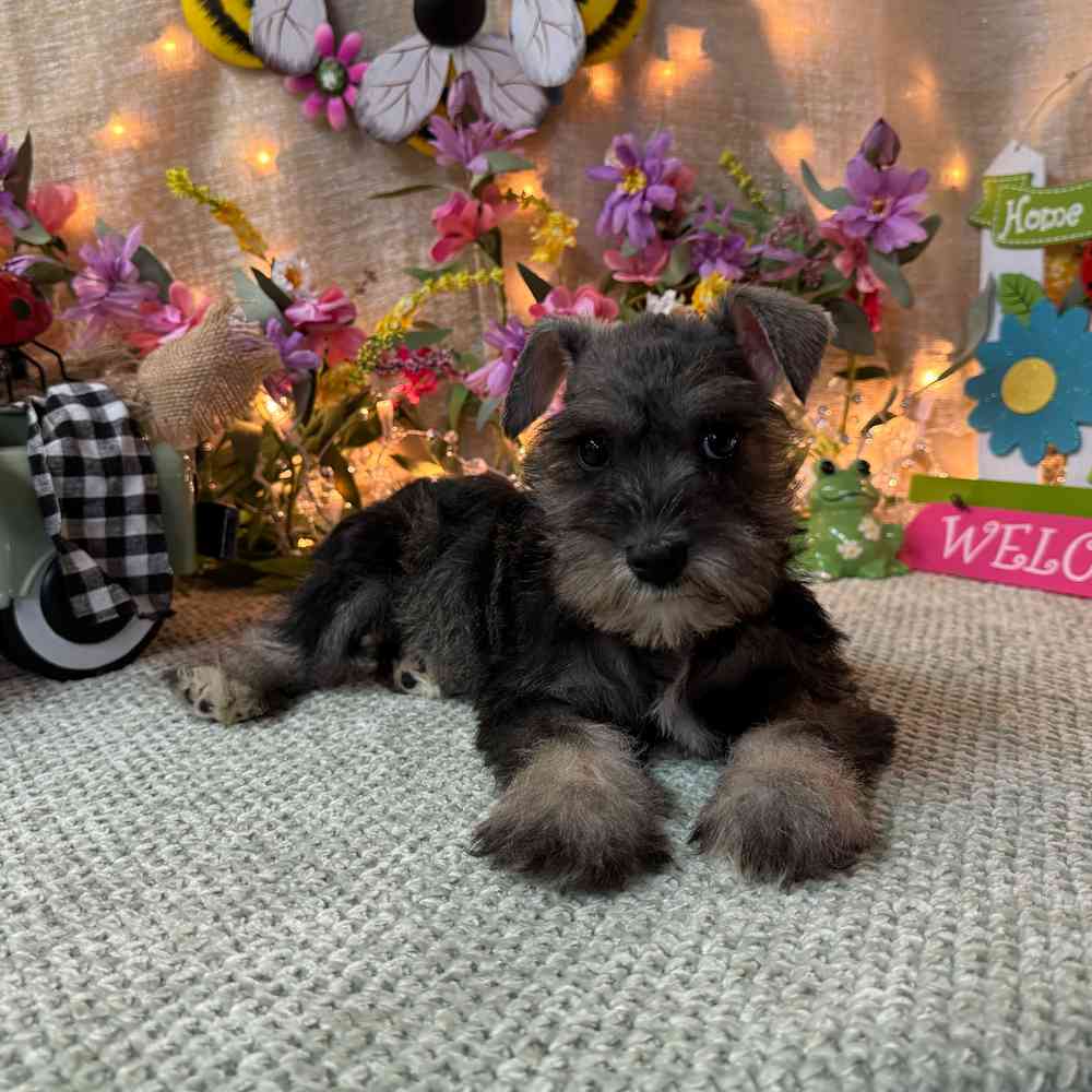 carousel pet images