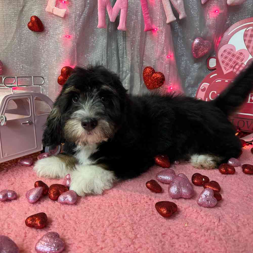carousel pet images