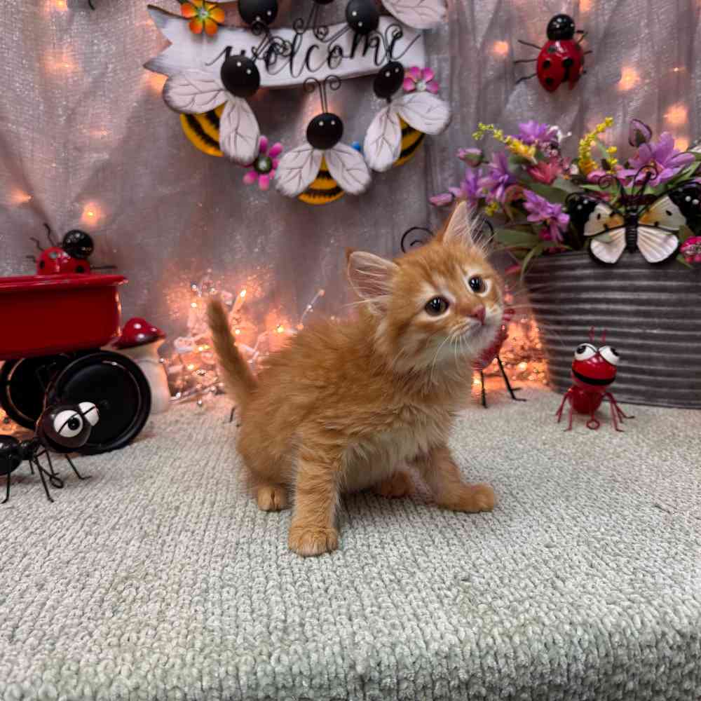 carousel pet images