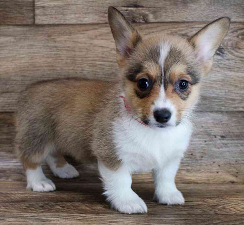 carousel pet images