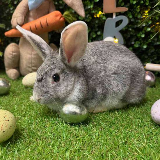 Holland Lop Mini Rex Mix