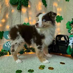 Mini Australian Shepherd