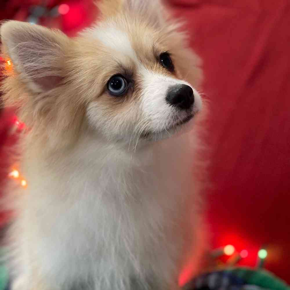 carousel pet images