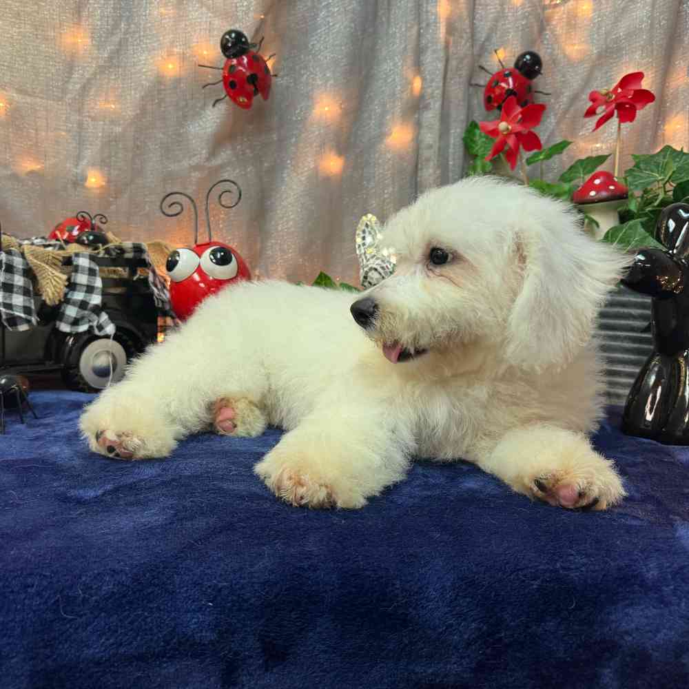 carousel pet images