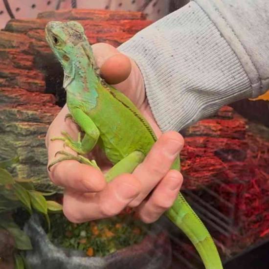 Iguana