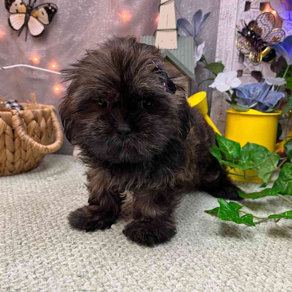 carousel pet images