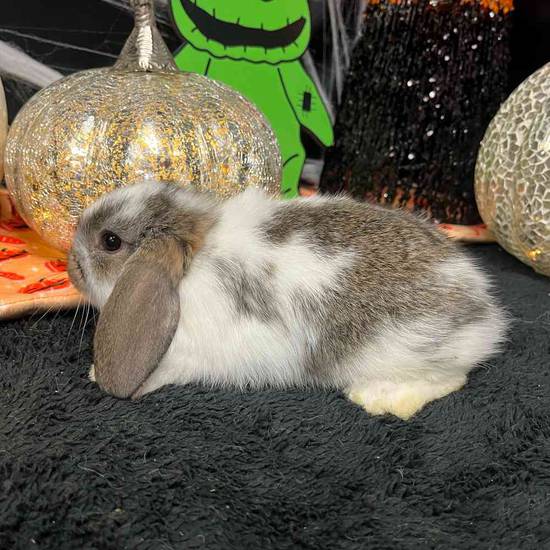 Holland Lop