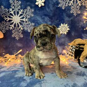 French Bulldog