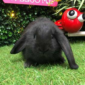 Flemish Giant Holland Lop Mix