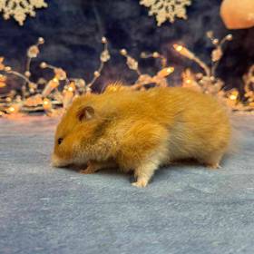 Syrian Hamster